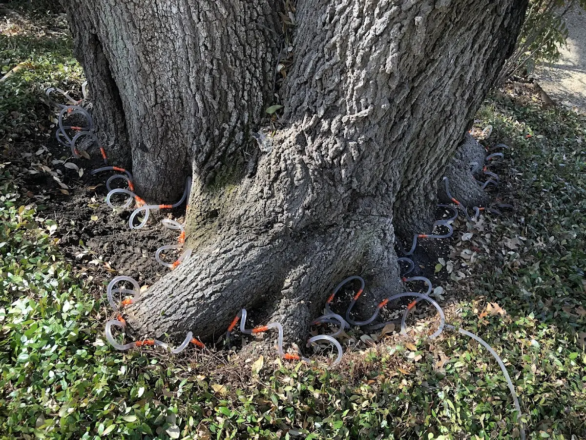 Detailed Tree Cabling and Bracing job site in Chemung