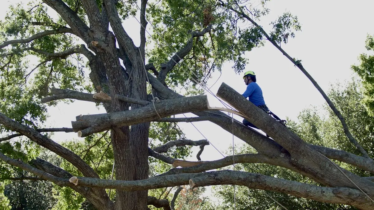 Professional Crown Thinning performed by certified arborists in Chemung