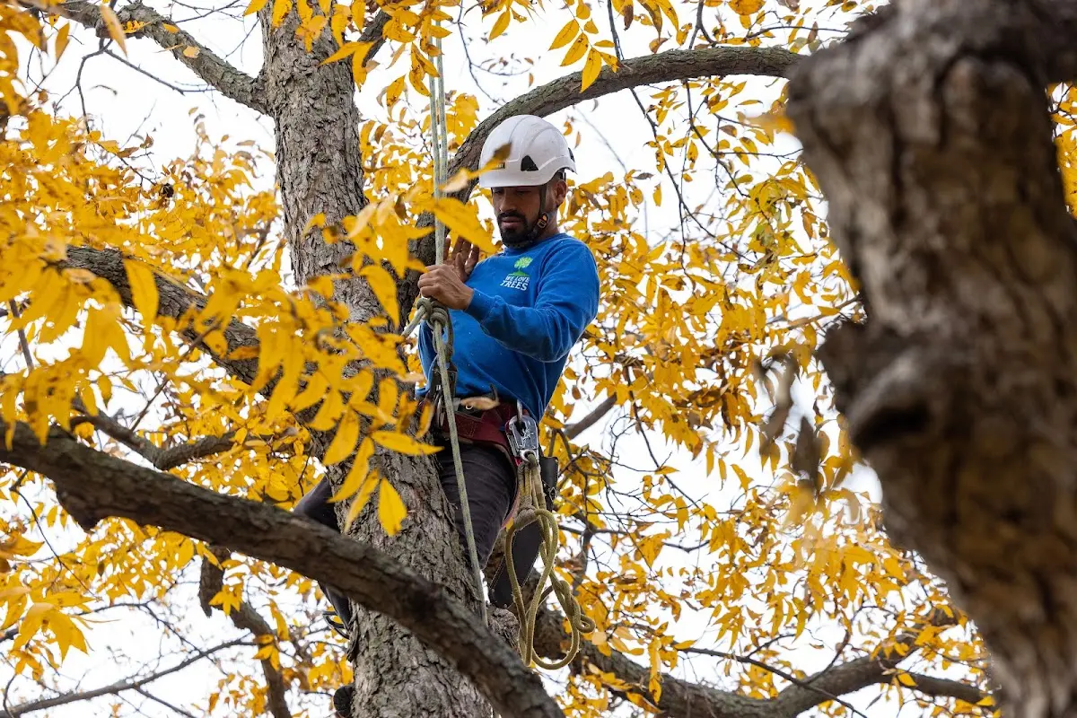 Skilled Tree Planting crew working in Chemung